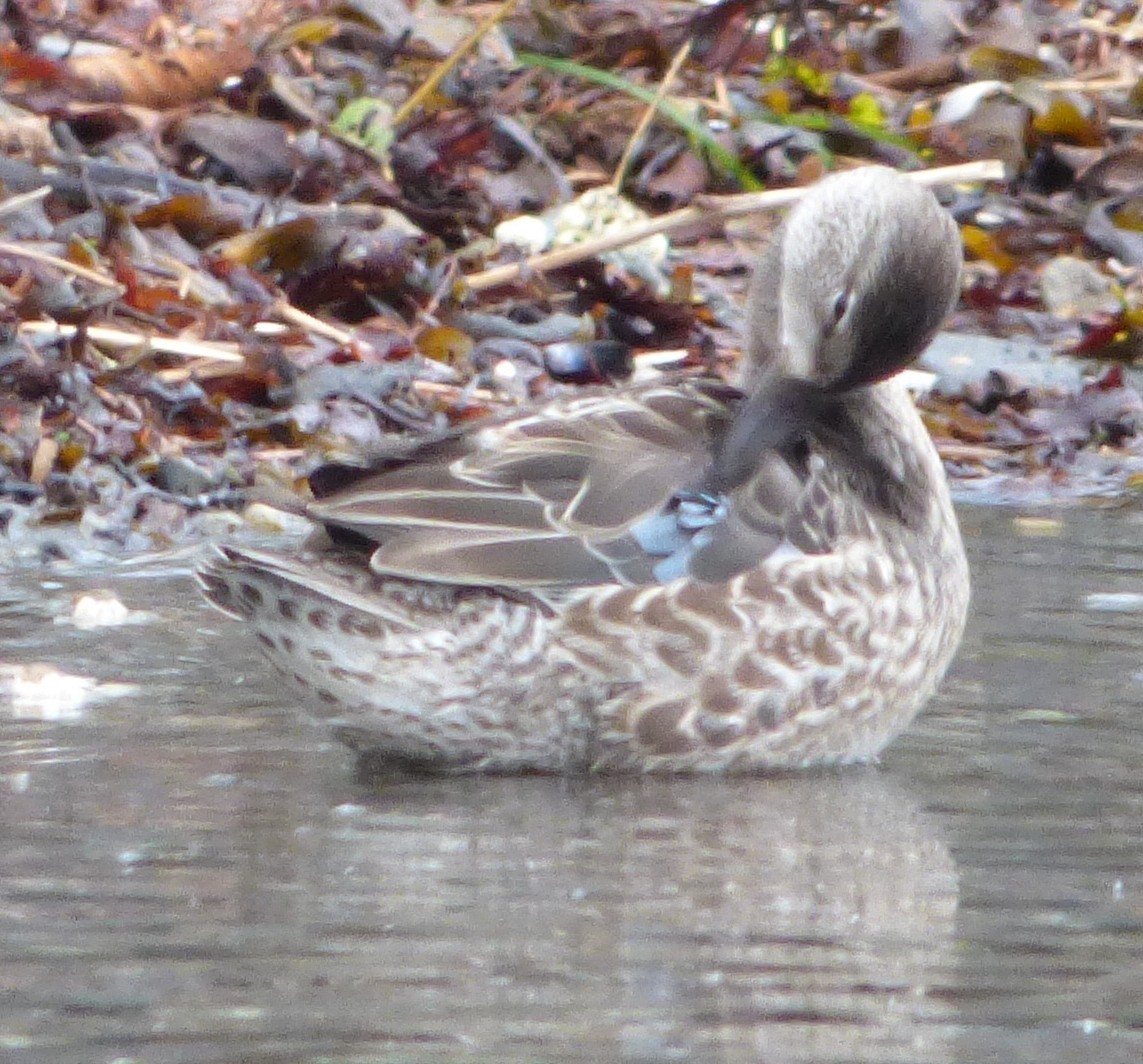 Blue-winged Teal - ML118077851
