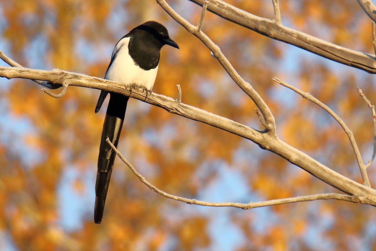 Black-billed Magpie - gord smith