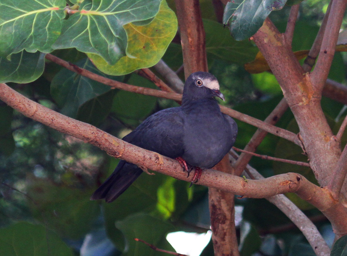 White-crowned Pigeon - ML118079371