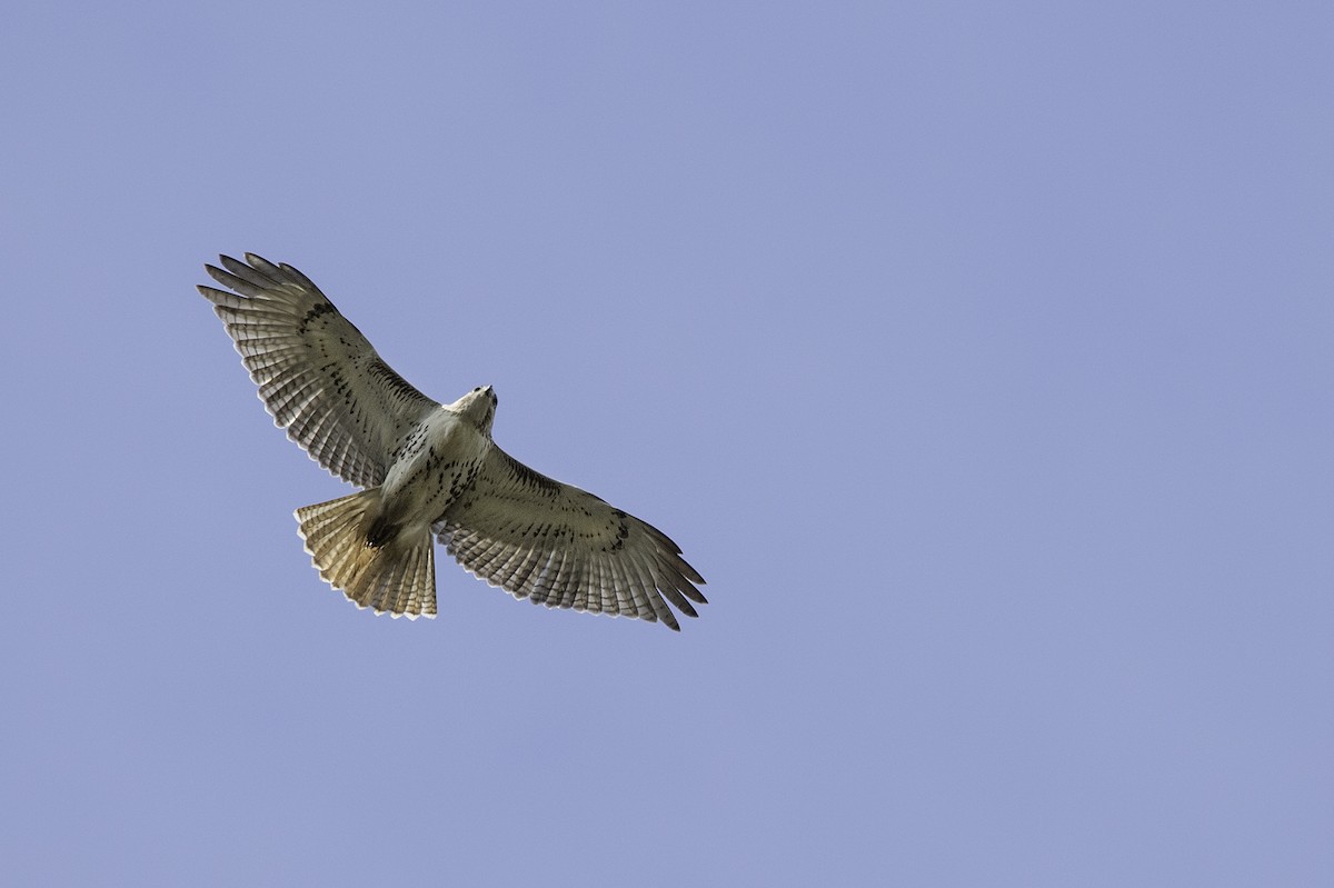 Red-tailed Hawk - ML118081311