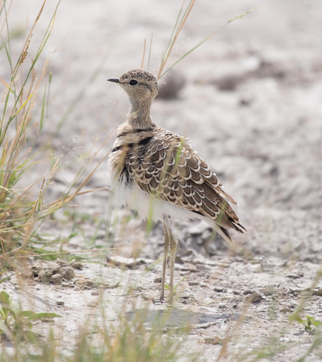 Double-banded Courser - ML118081711