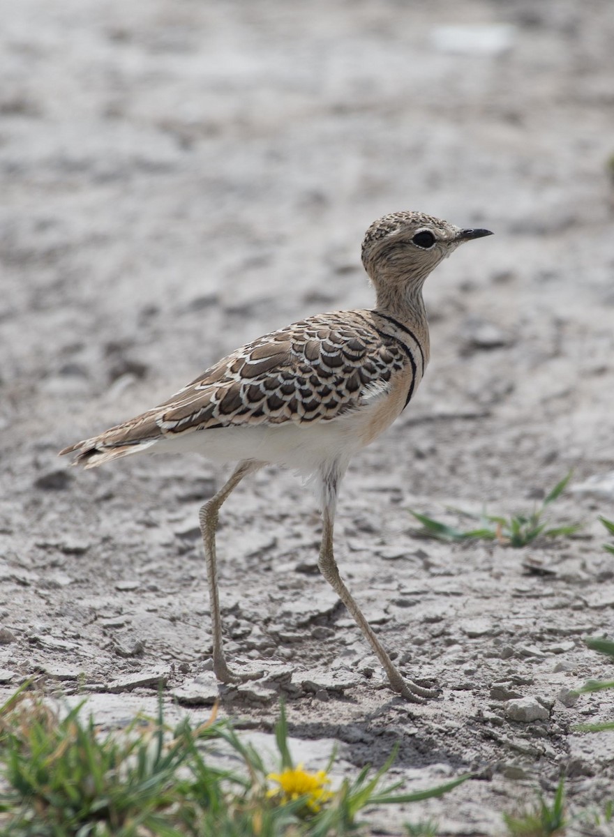 Double-banded Courser - ML118081731