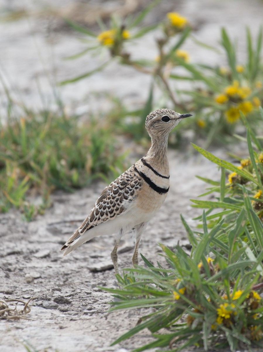Double-banded Courser - ML118081761