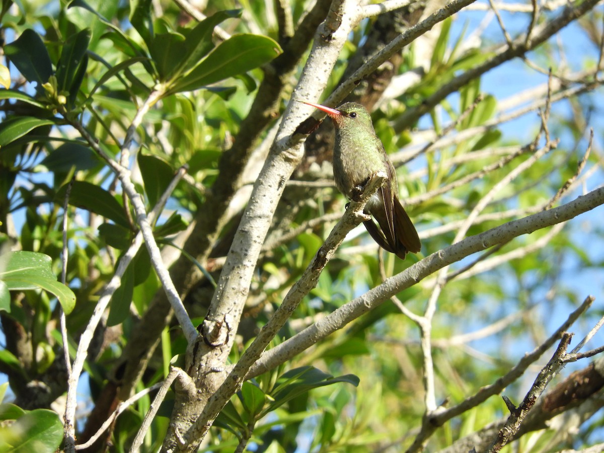 Gilded Hummingbird - Ana Verónica Arburúas