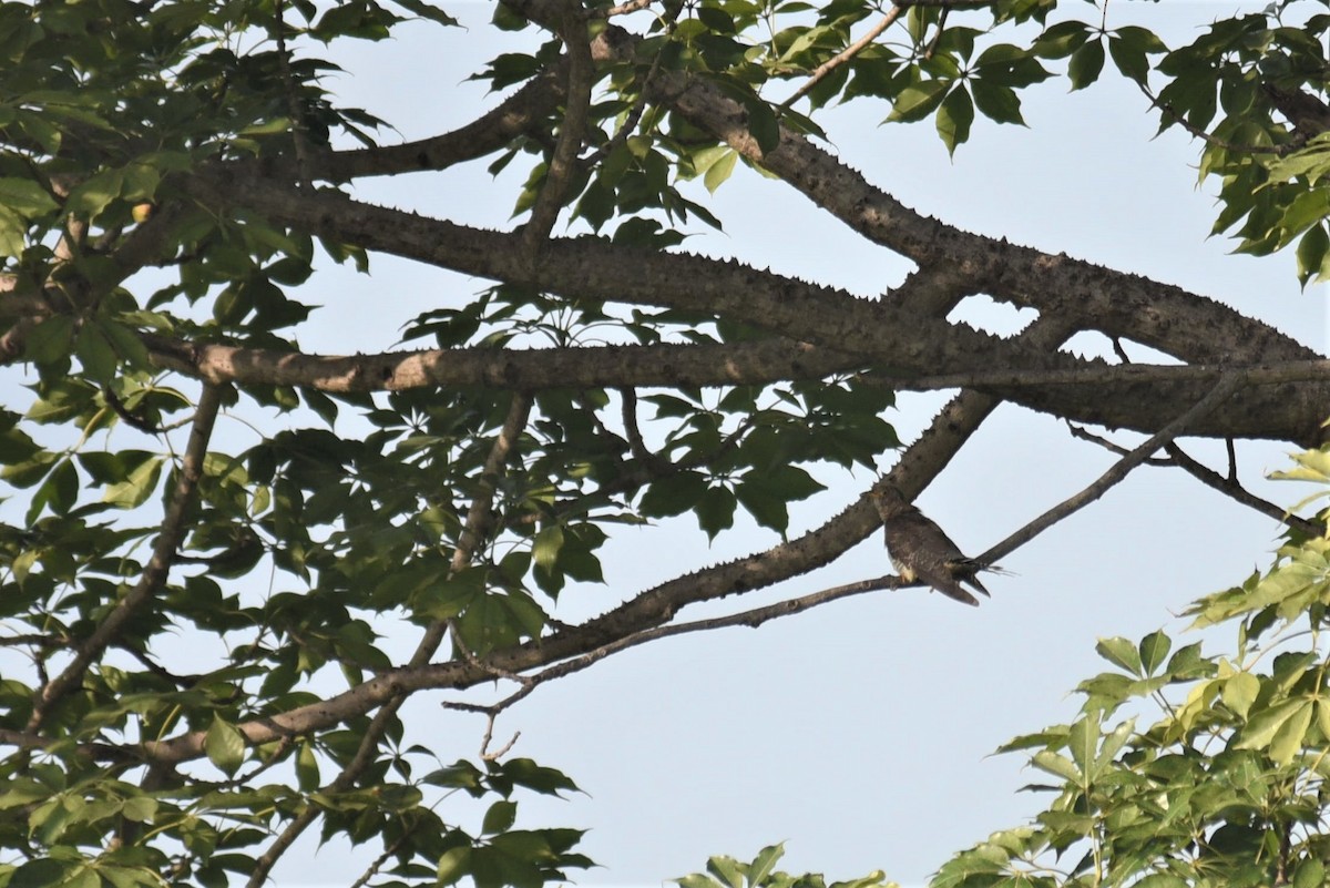 Common Cuckoo - Bruce Mast