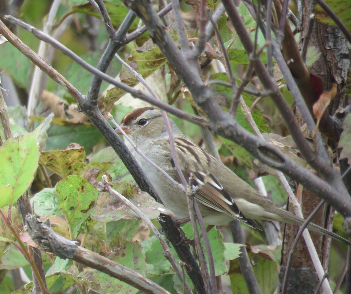 White-crowned Sparrow - John Pratt