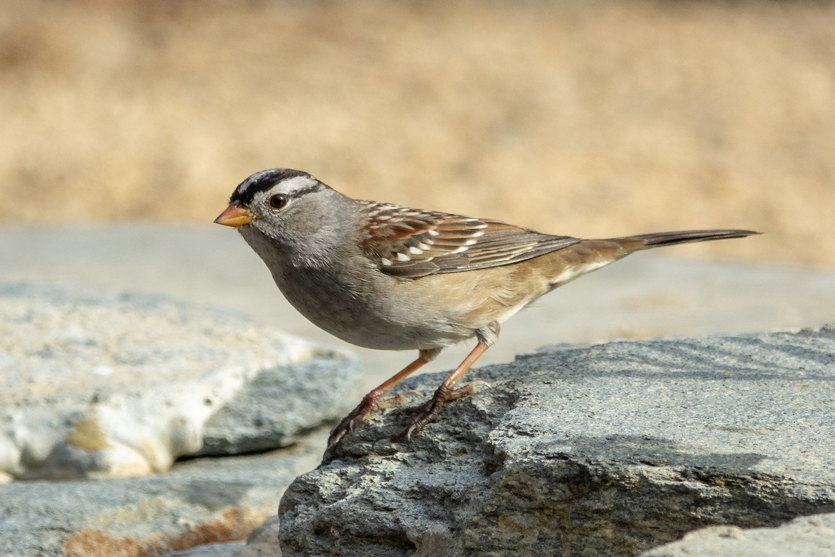 White-crowned Sparrow - Rhonda Howard