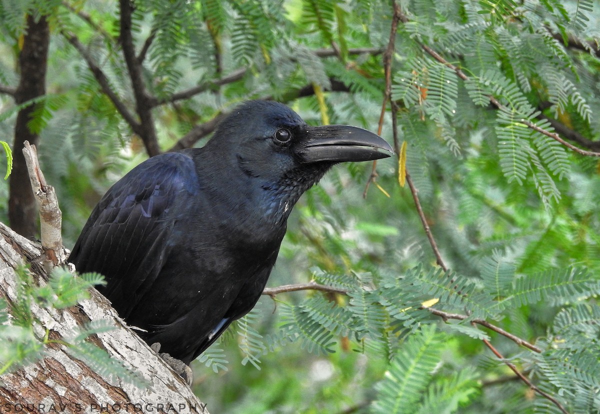 Large-billed Crow - ML118093441