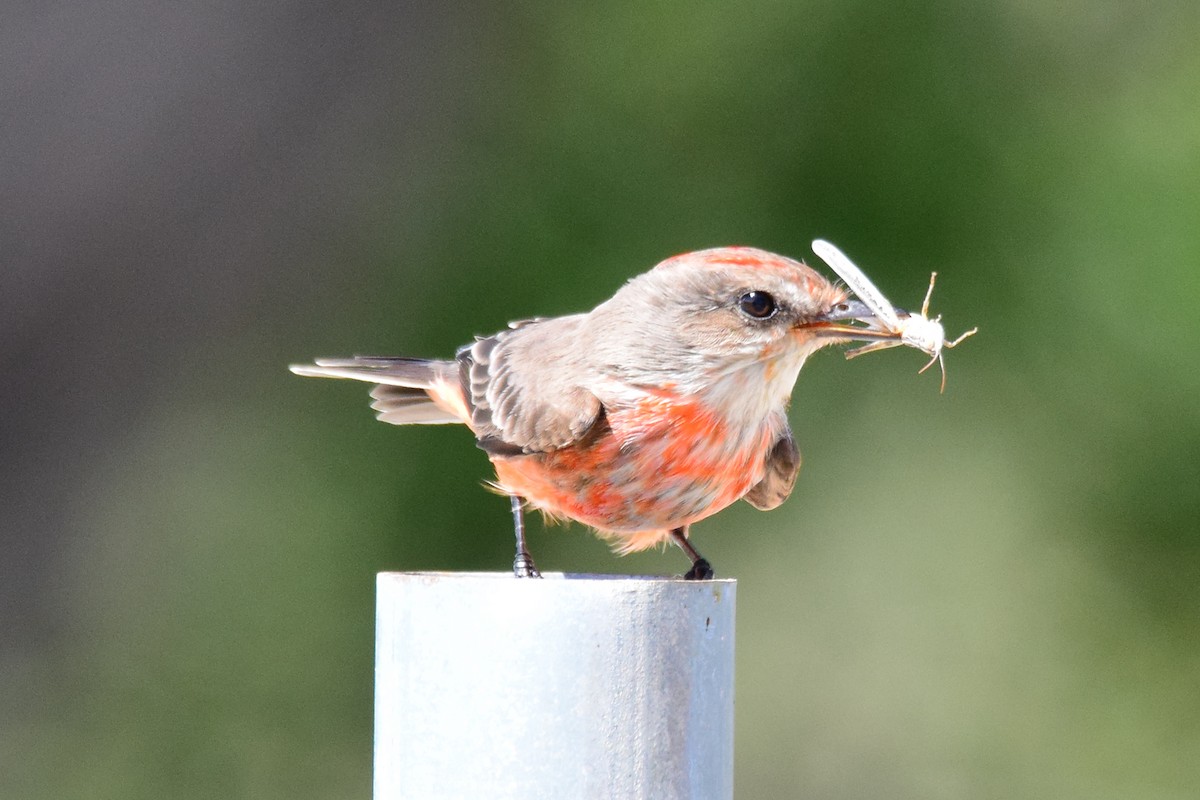 Vermilion Flycatcher - Perry Doggrell
