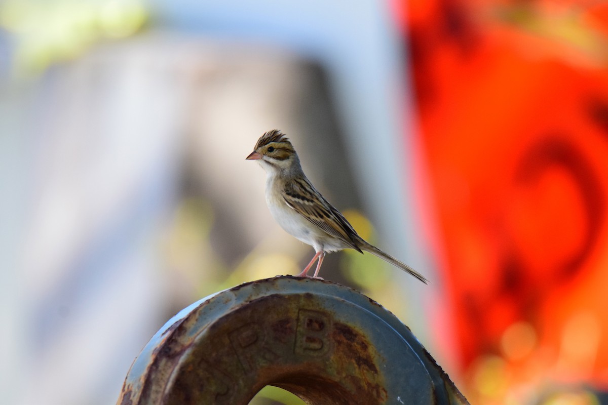 Clay-colored Sparrow - ML118094541
