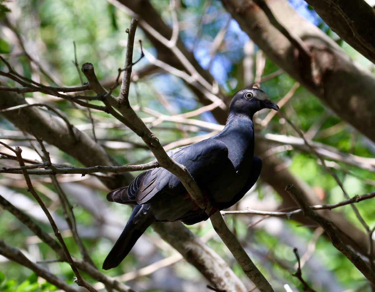 White-crowned Pigeon - ML118094601