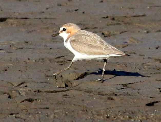 Red-capped Plover - ML118095411