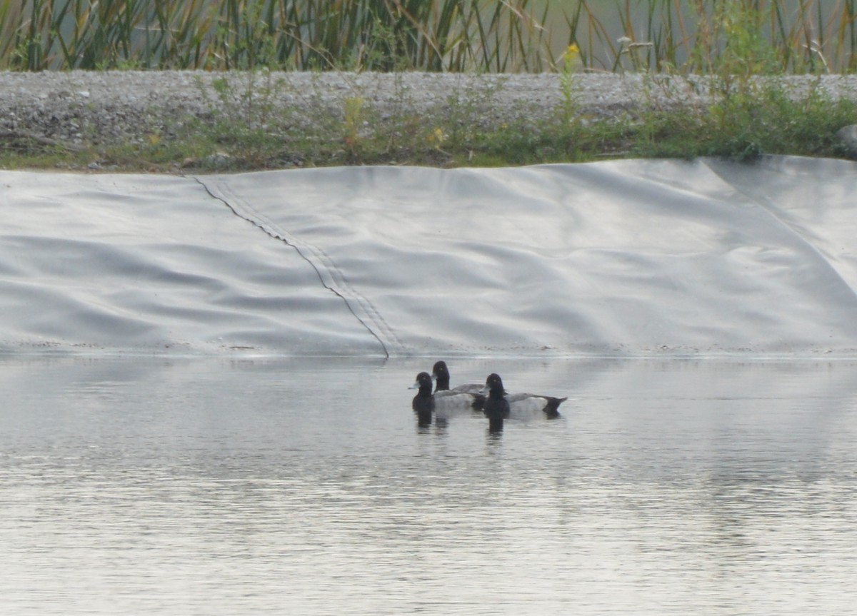 Greater Scaup - ML118096251