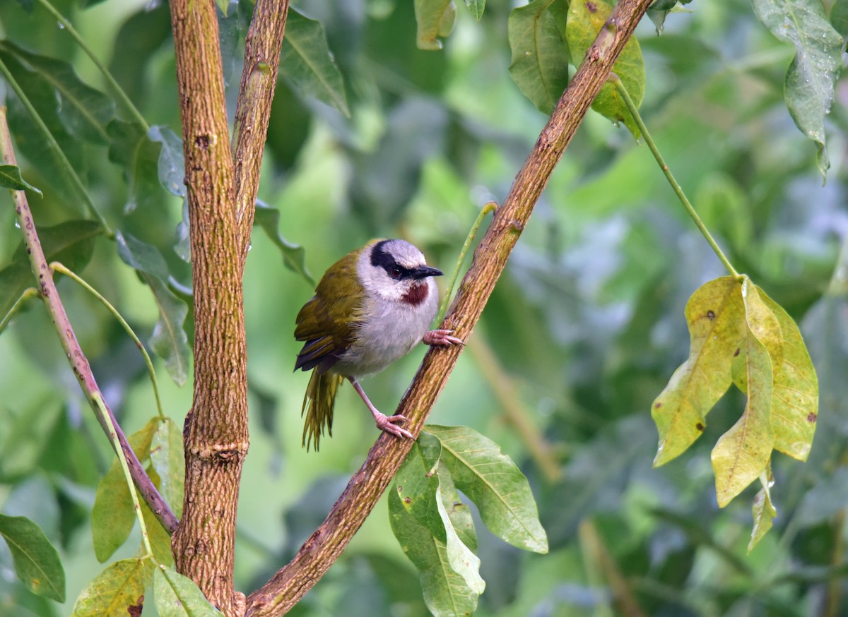 Gray-capped Warbler - ML118096771