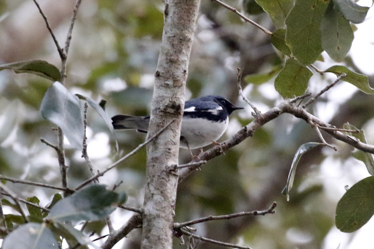 Black-throated Blue Warbler - David McQuade