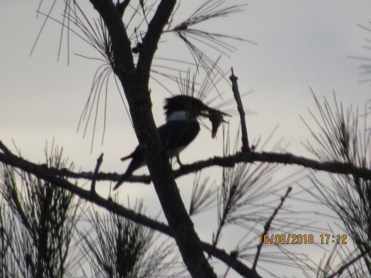 Belted Kingfisher - ML118098111