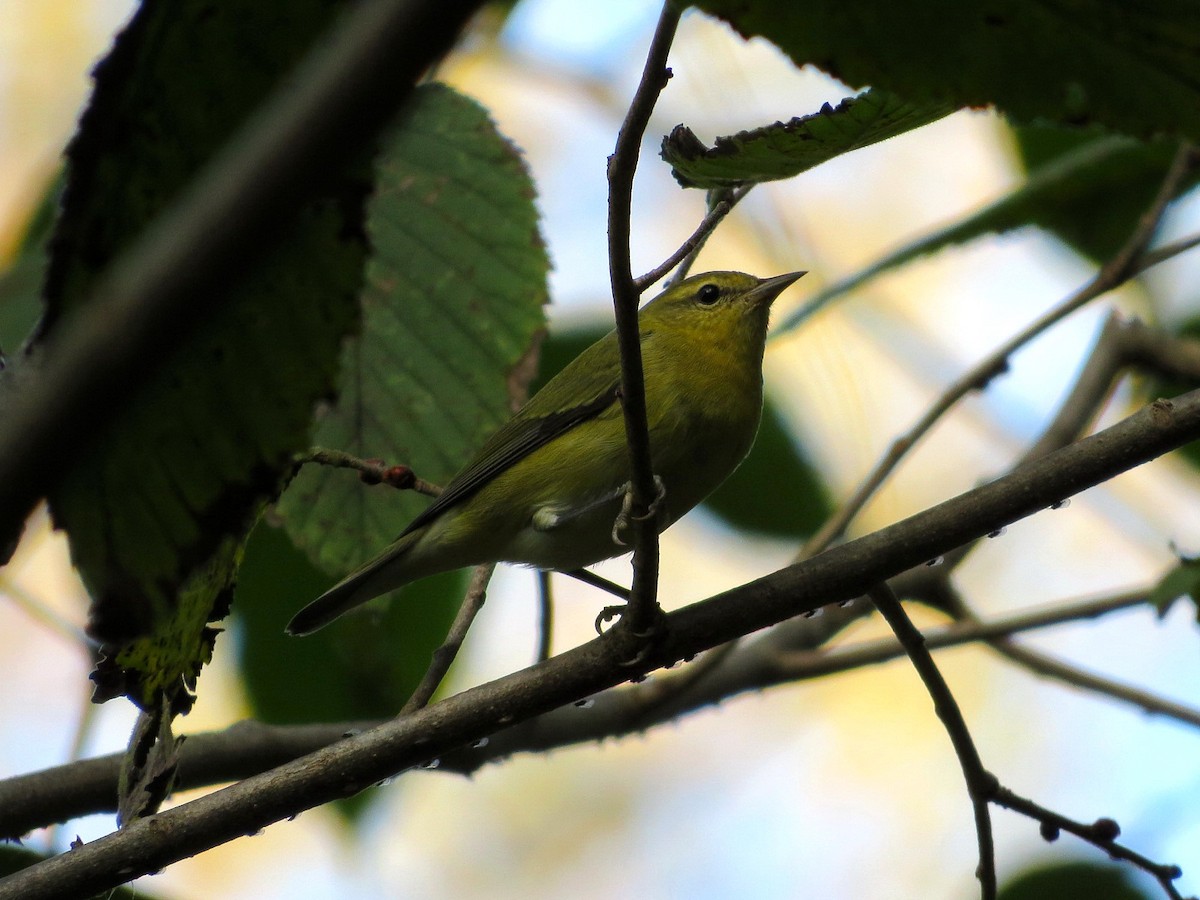 Tennessee Warbler - Dallas Levey