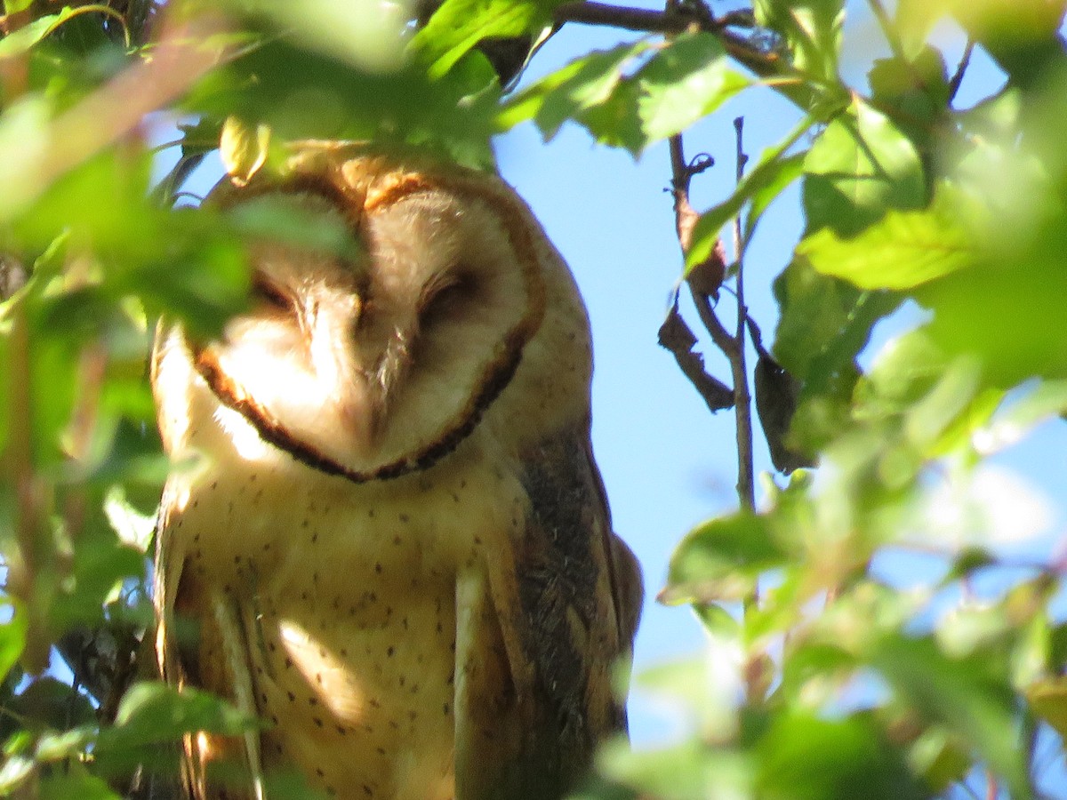 Barn Owl - Simon Thornhill