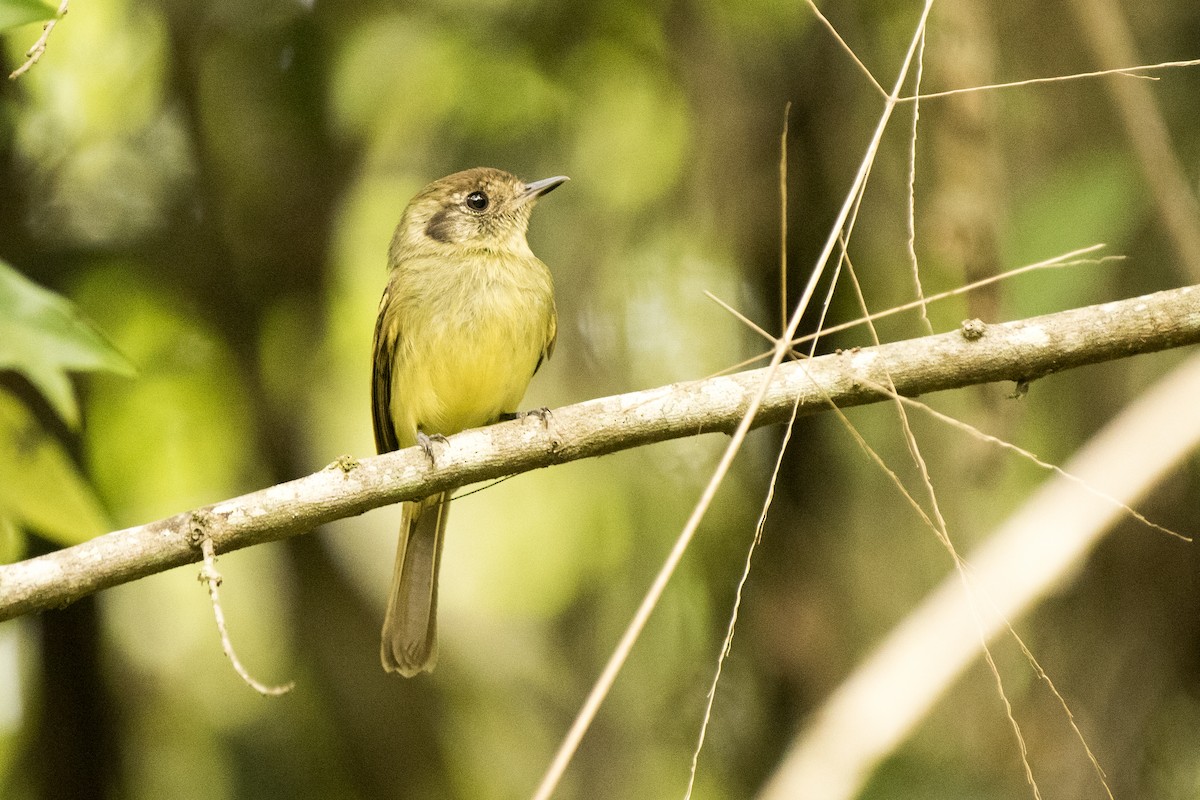 Sepia-capped Flycatcher - ML118102321