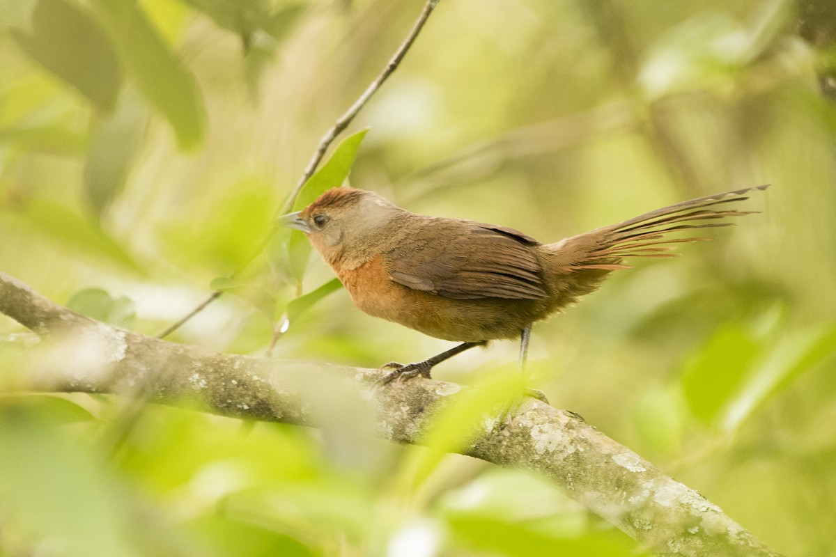 Orange-breasted Thornbird - ML118104211
