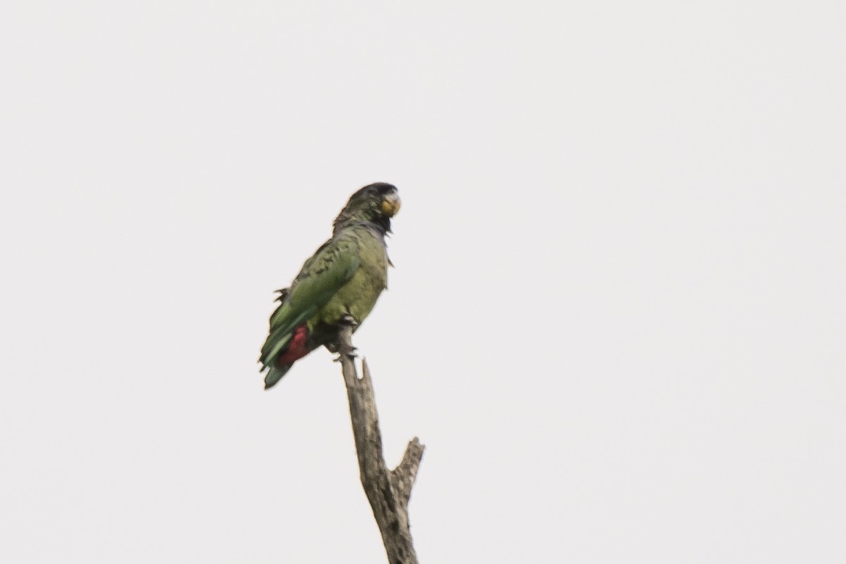 Папуга-червоногуз зеленощокий - ML118104221