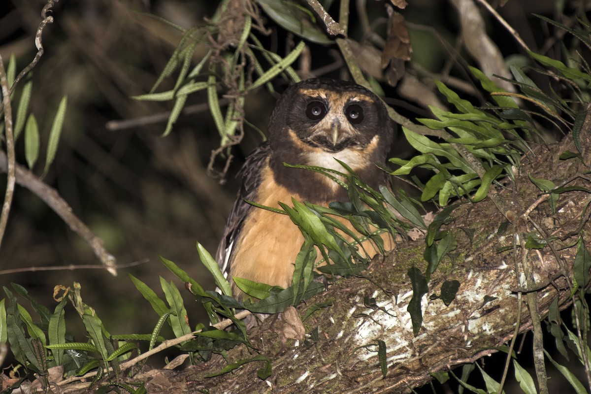 Tawny-browed Owl - ML118104351