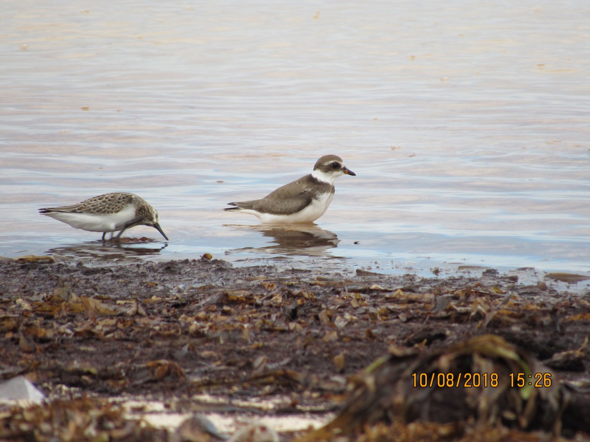 Semipalmated Plover - ML118105371