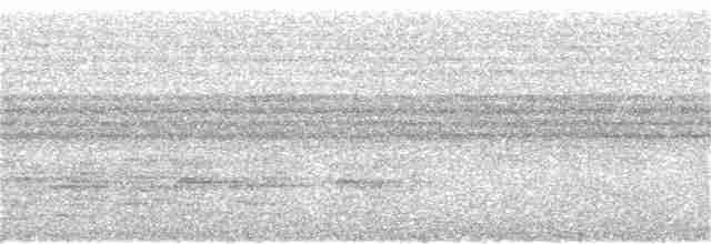 Макирская широкохвостка - ML118105901