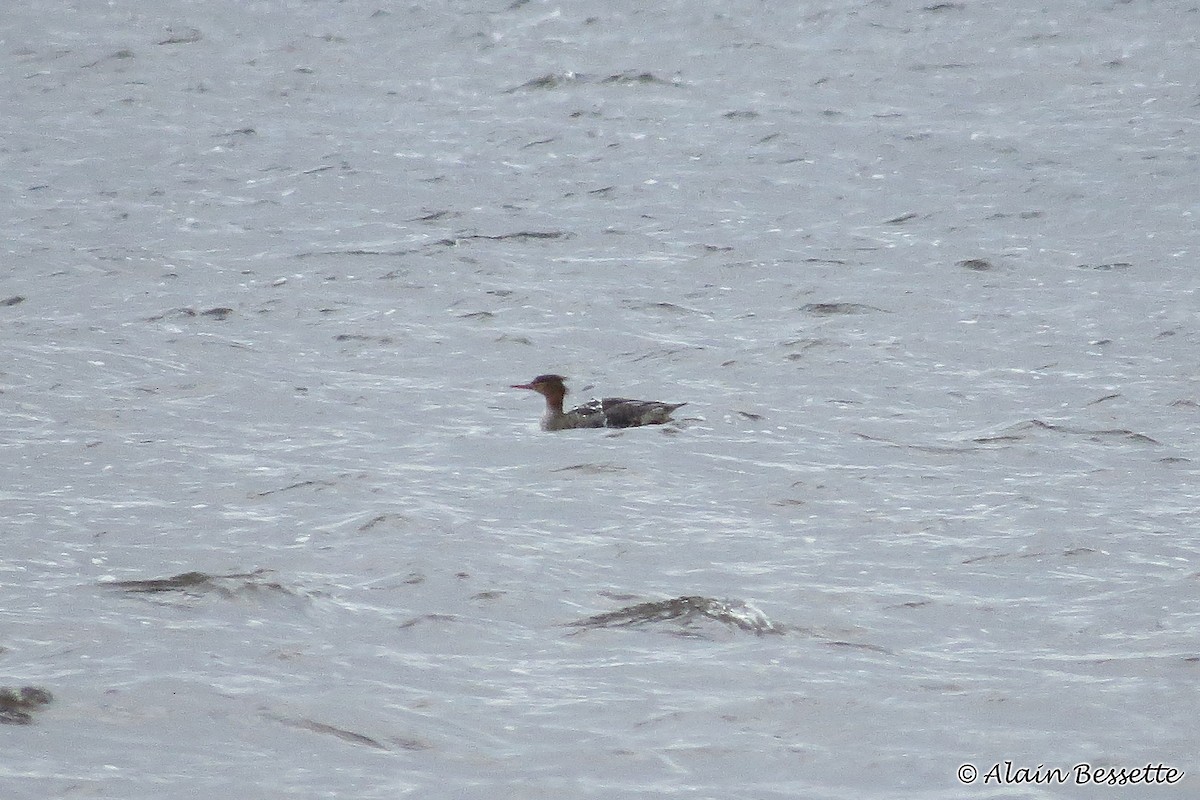 Red-breasted Merganser - Anonymous