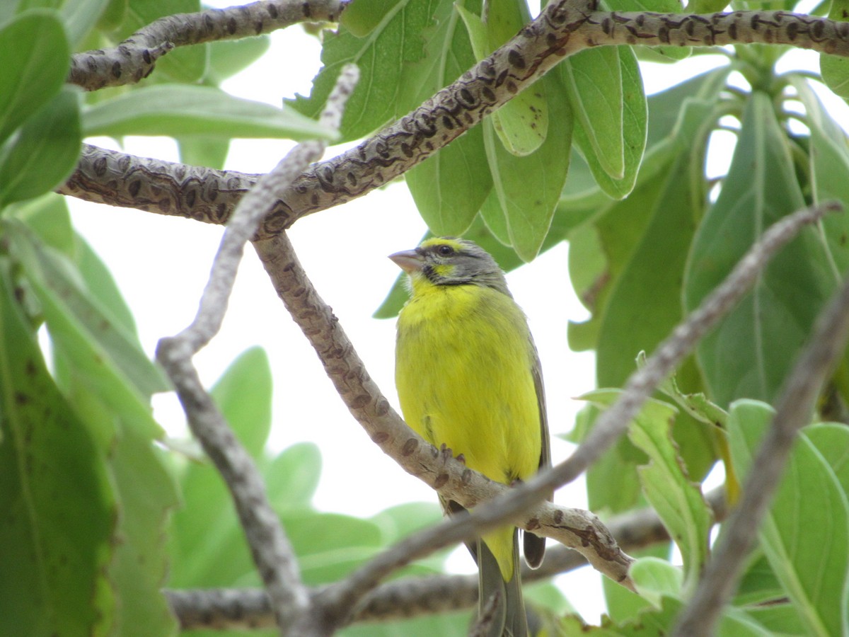 Yellow-fronted Canary - Kellen Apuna