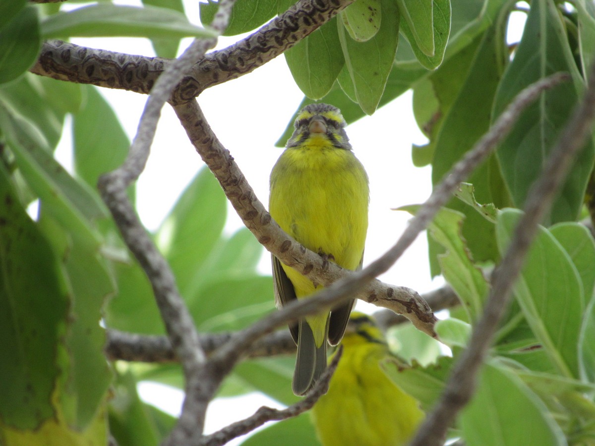Yellow-fronted Canary - Kellen Apuna