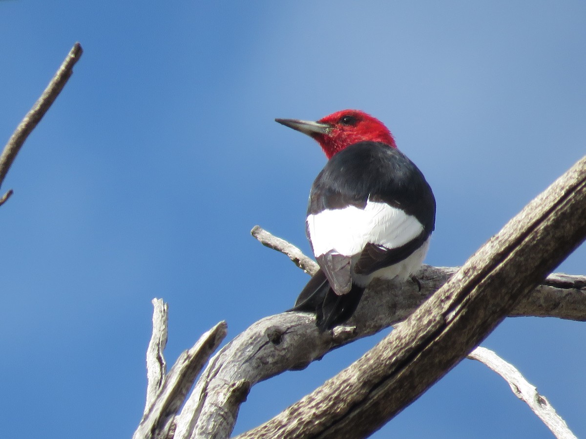 Red-headed Woodpecker - Dave Hawksworth