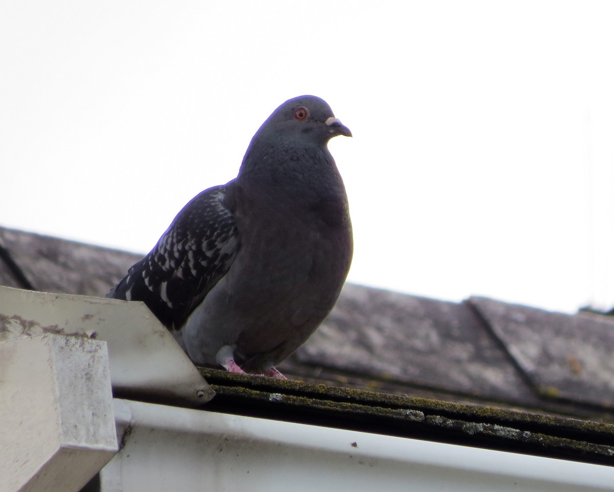 Rock Pigeon (Feral Pigeon) - ML118112311