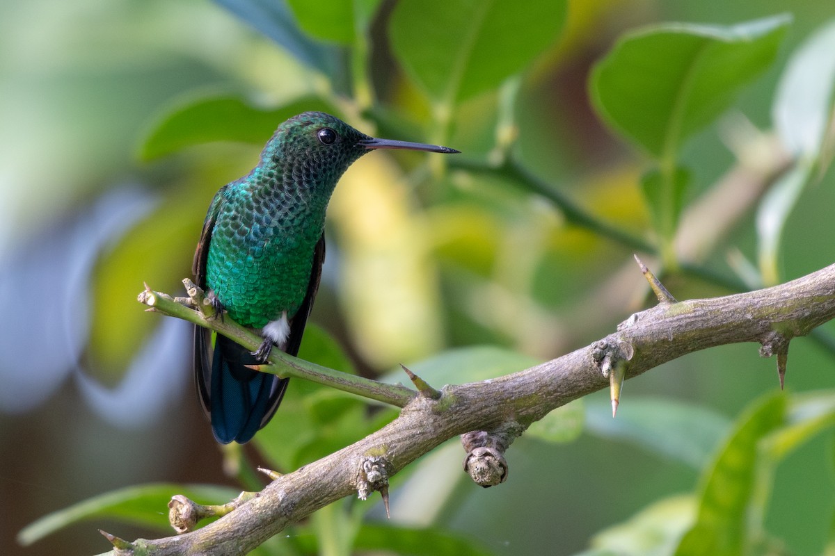 Blue-tailed Hummingbird - ML118113851