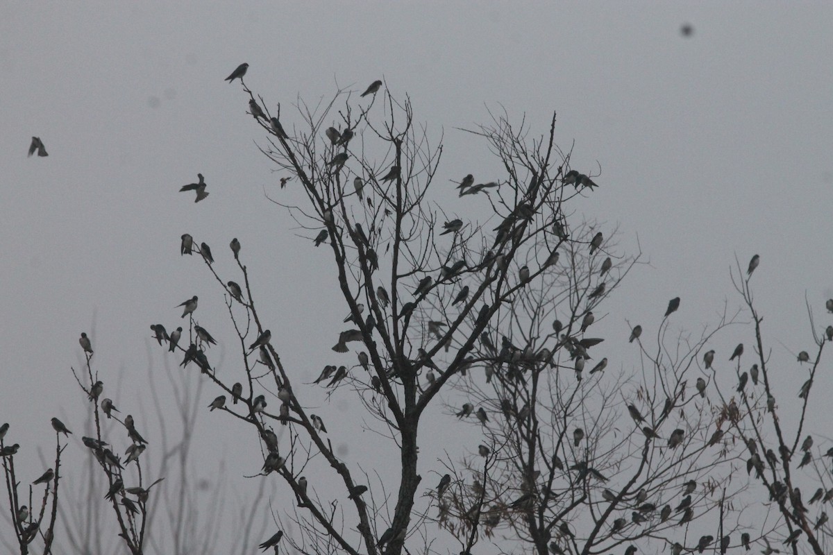 Tree Swallow - Edward Landi