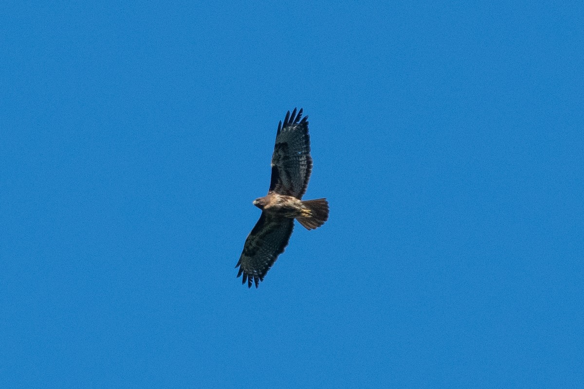 Red-tailed Hawk - ML118122811