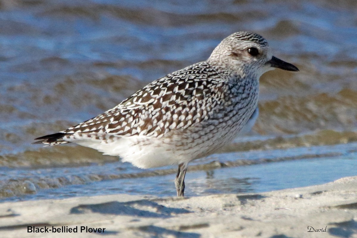 ml118126161-black-bellied-plover-macaulay-library