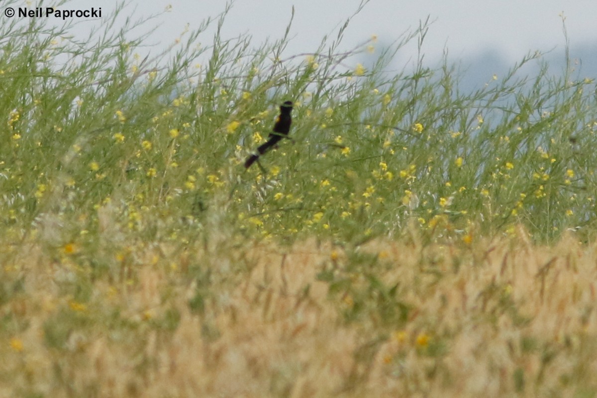 Yellow-mantled Widowbird - Neil Paprocki