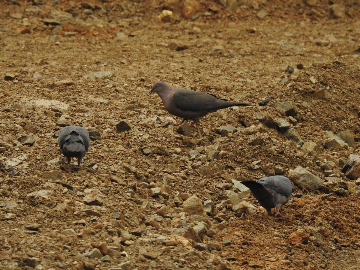 Plumbeous Pigeon - Denis Mosquera