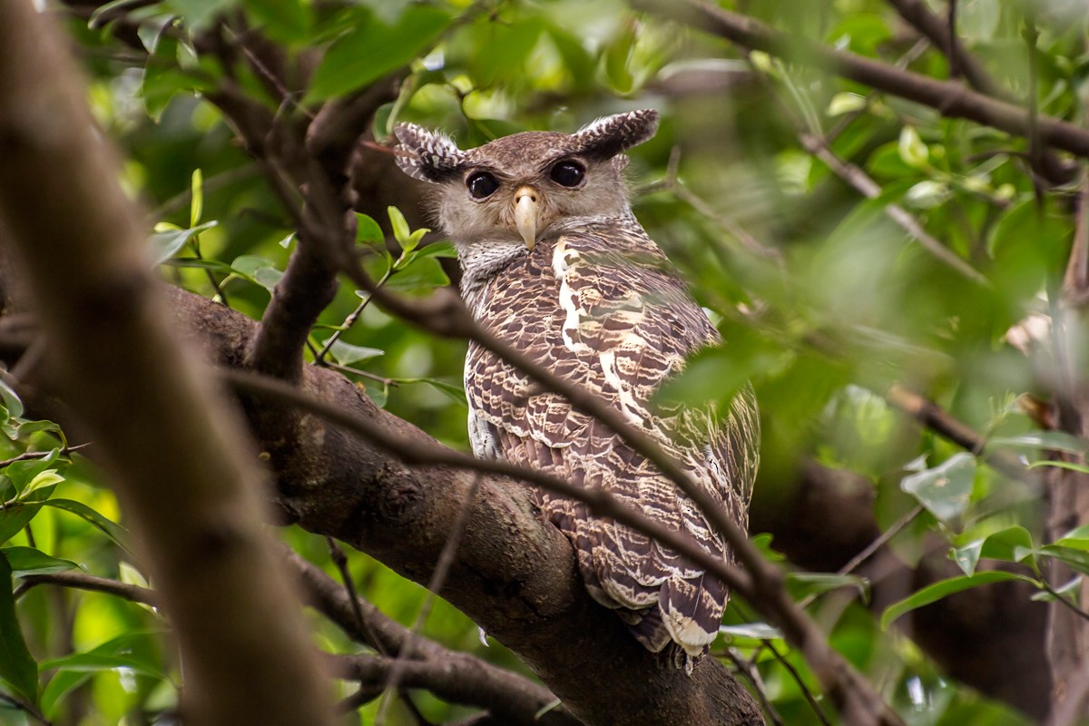 Spot-bellied Eagle-Owl - ML118130501