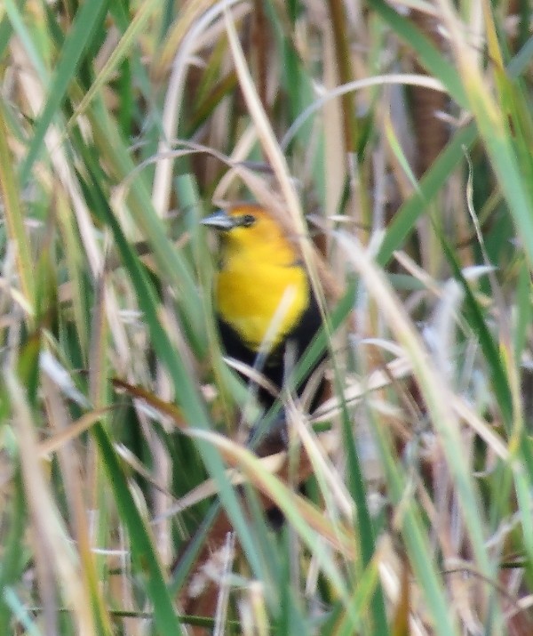 Yellow-headed Blackbird - Robert Hunnings