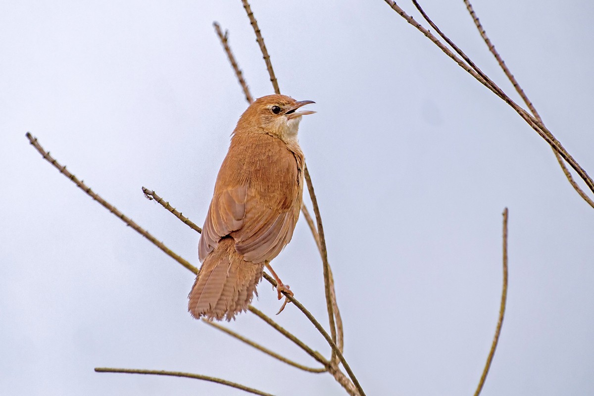 Broad-tailed Grassbird - Yogish Holla
