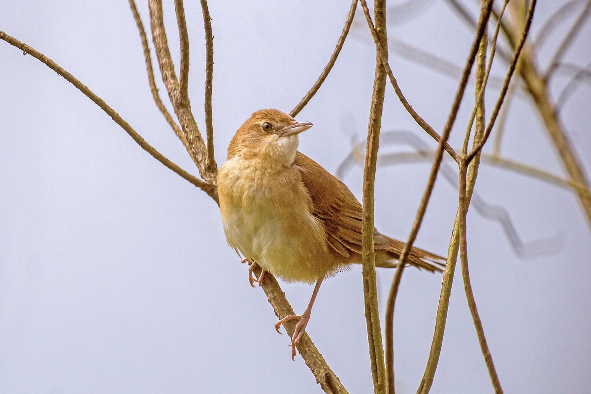 Broad-tailed Grassbird - Yogish Holla