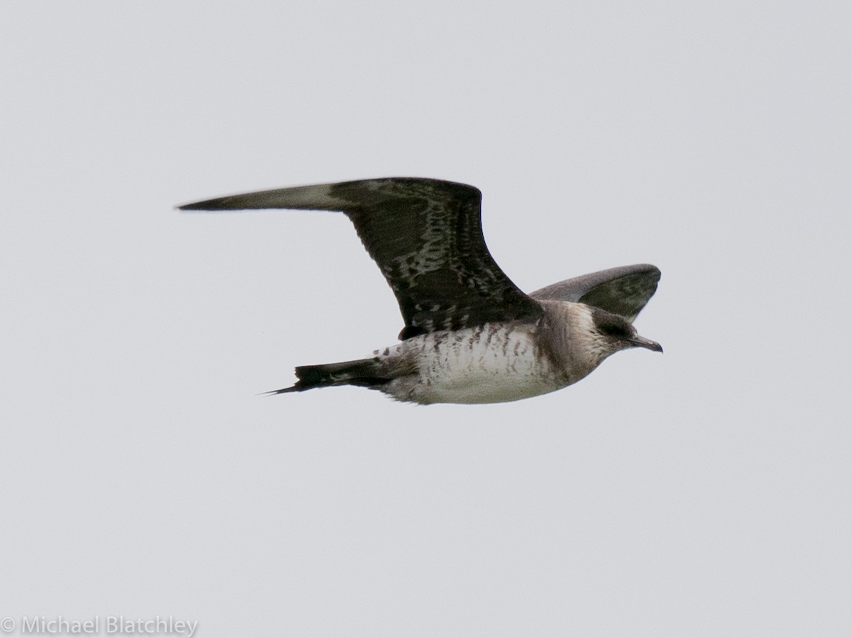 Parasitic Jaeger - Mike Blatchley