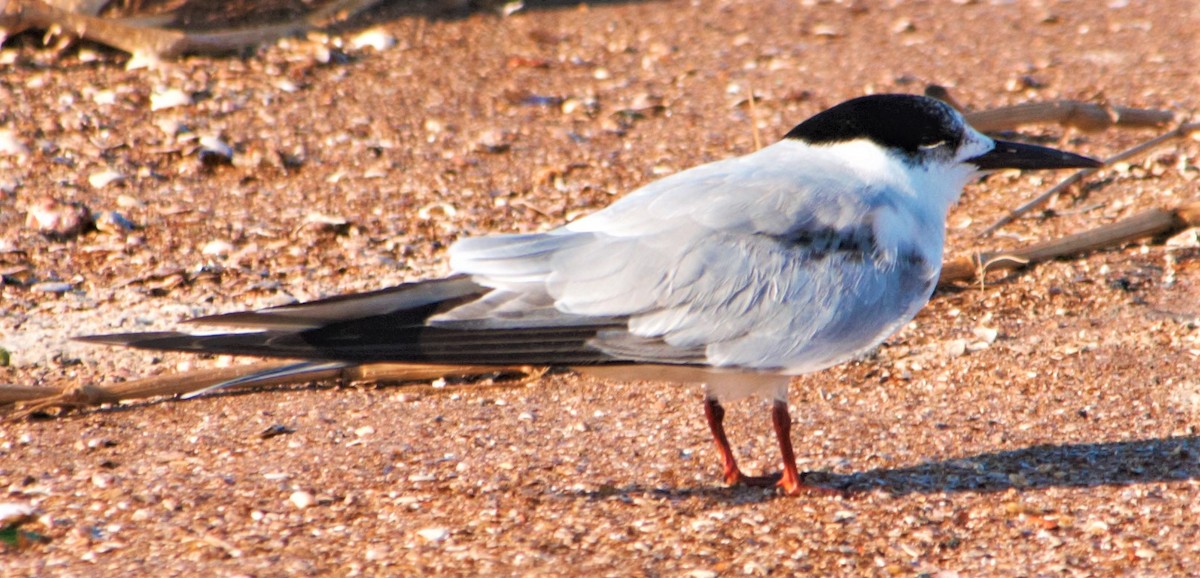 Common Tern - Jeffrey McCrary