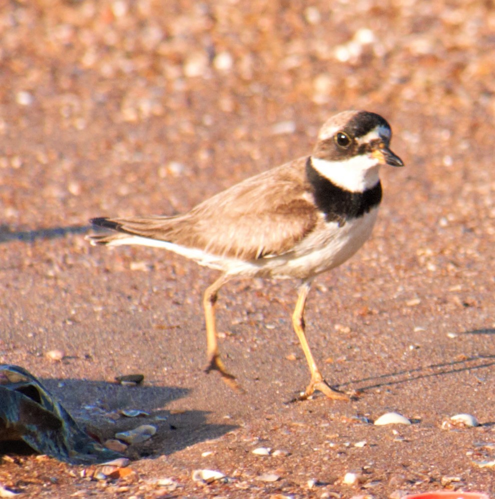 Semipalmated Plover - Jeffrey McCrary