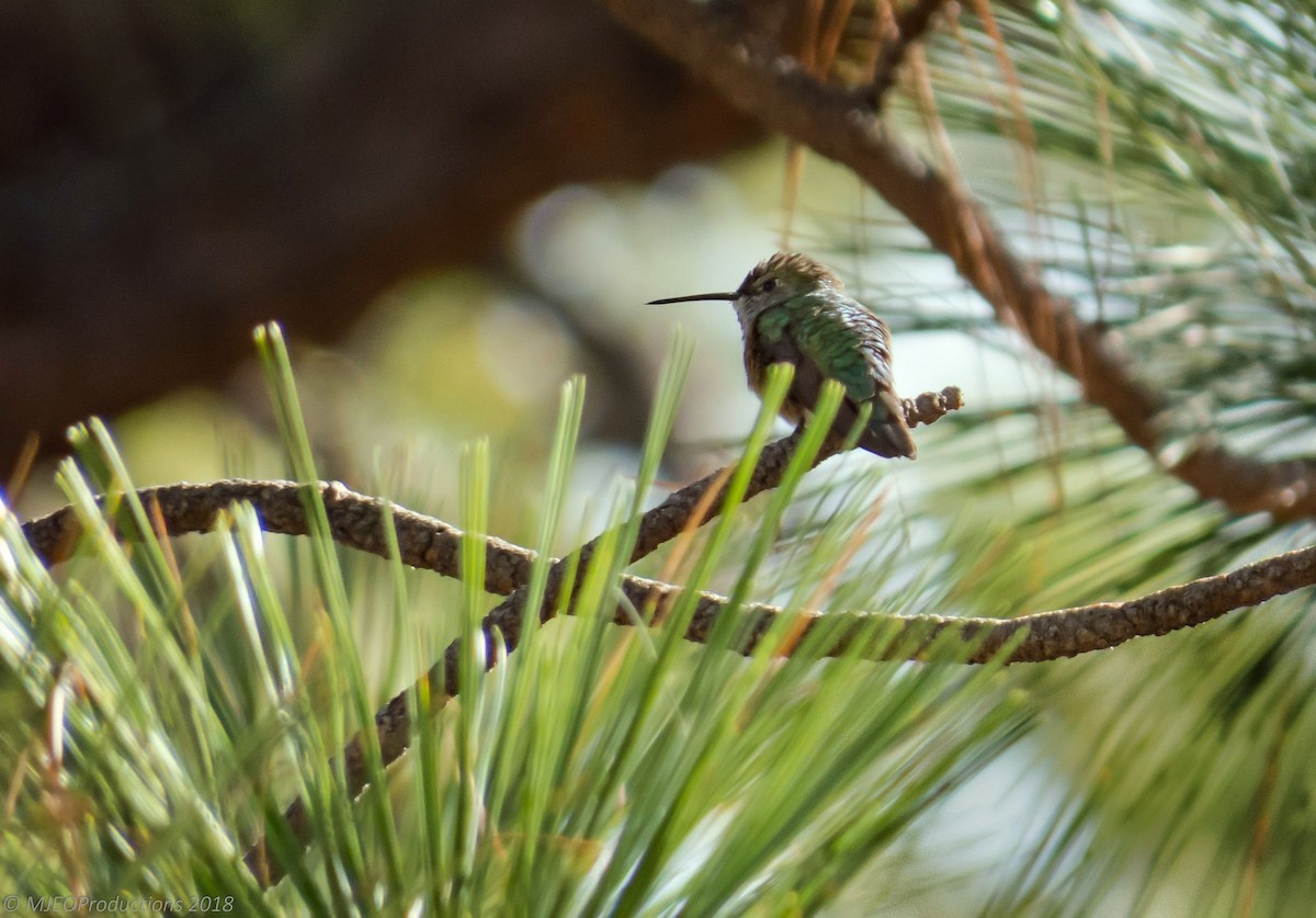 Calliope Hummingbird - Marianne Ofenloch