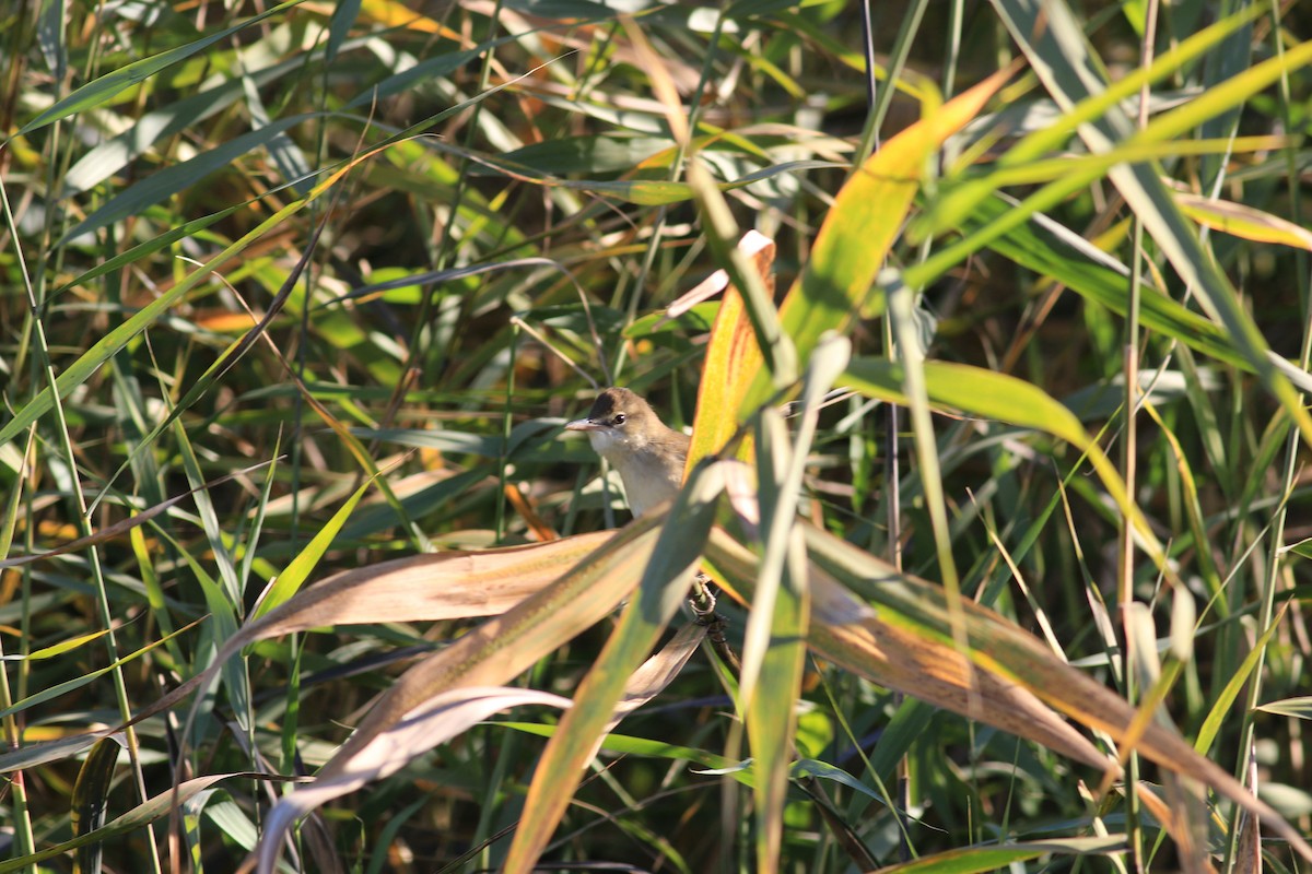 Oriental Reed Warbler - ML118136891