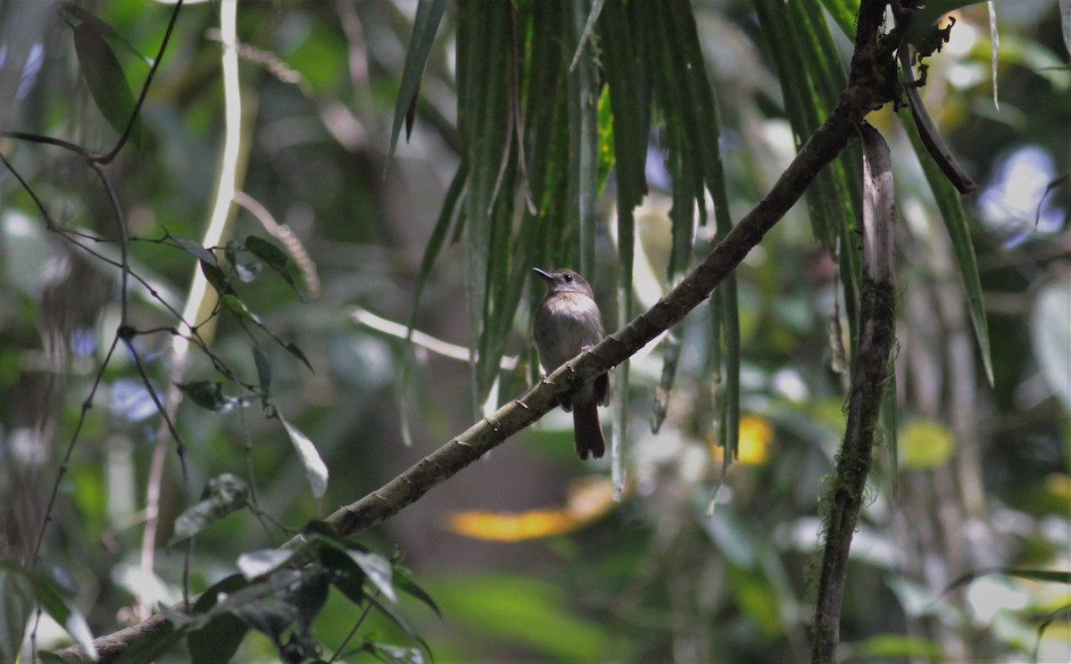 Fulvous-chested Jungle Flycatcher - ML118137291