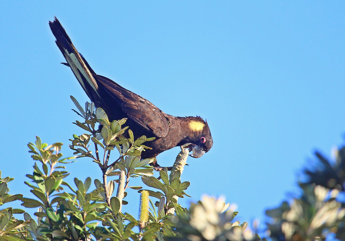 Yellow-tailed Black-Cockatoo - ML118139511
